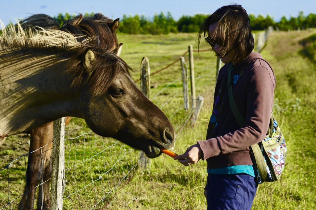 Icelandic Pony Carrot