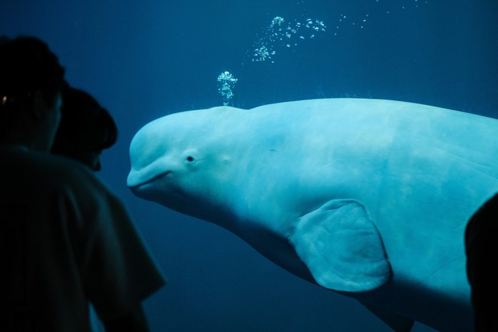 Beluga whale in an aquarium looking out at some people